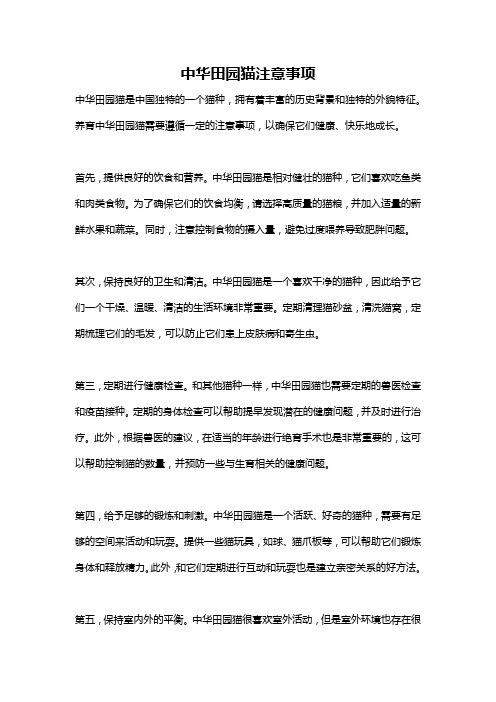 中华田园猫注意事项