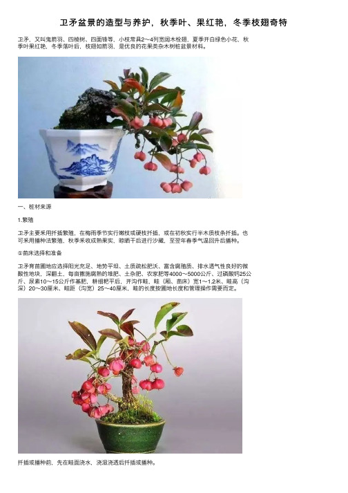 卫矛盆景的造型与养护，秋季叶、果红艳，冬季枝翅奇特