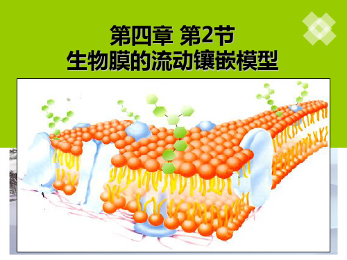 高中生物必修一课件：4.2生物膜的流动镶嵌模型(共28张PPT)[优秀课件][优秀课件]