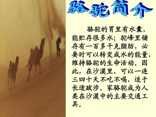 16、找骆驼ok
