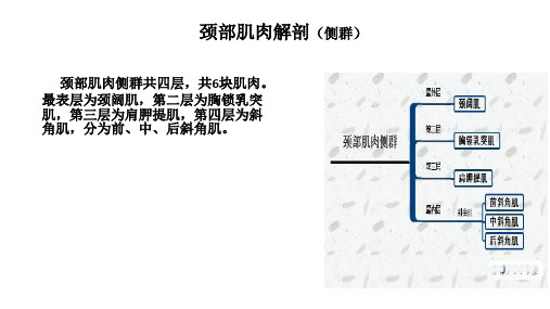 颈部肌肉解剖1颈阔肌