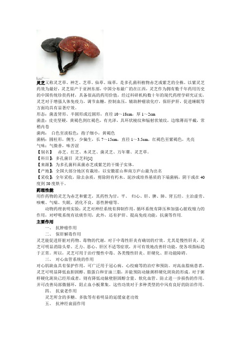 灵芝