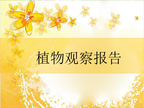 植物生长观察日记ppt