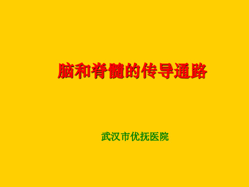 脑和脊髓的传导通路