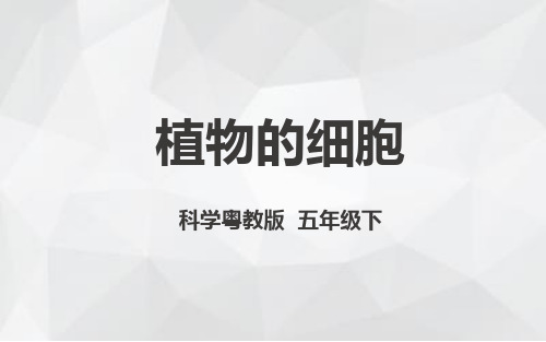五年级下册科学_3植物的细胞粤教版24张标准课件