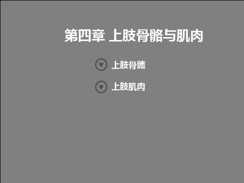 艺用人体解剖学-上肢、下肢