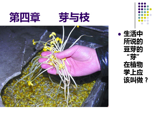 植物学---第四章芽与枝第五章茎的形态结构与建成过程