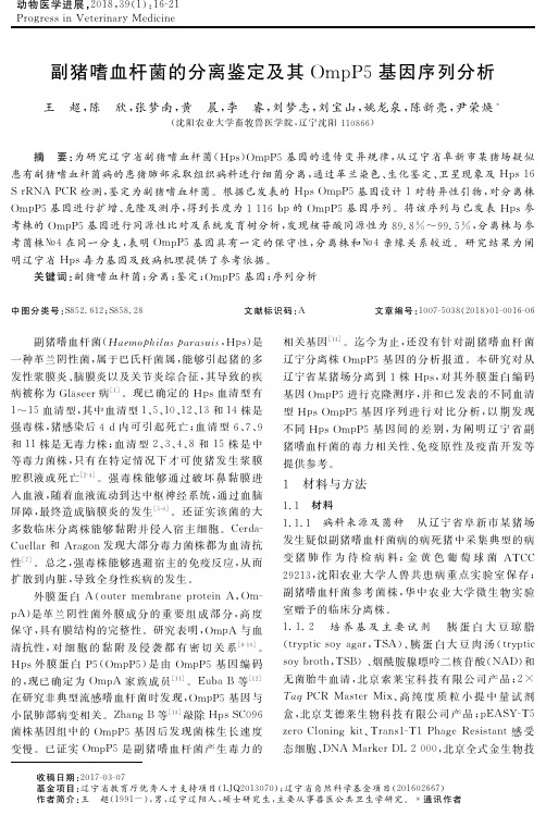 副猪嗜血杆菌的分离鉴定及其OmpP5基因序列分析
