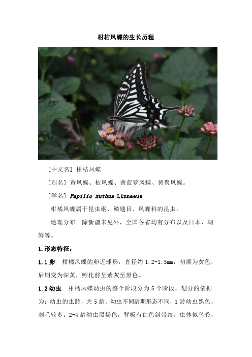 柑橘凤蝶养殖
