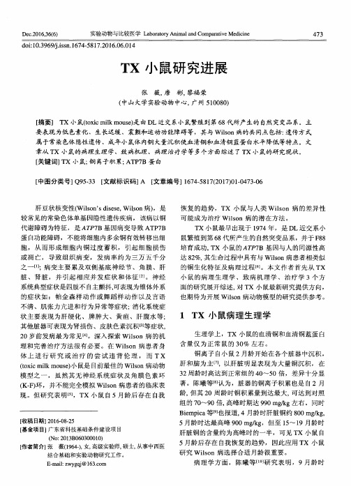 TX小鼠研究进展