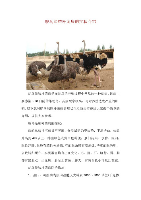 鸵鸟绿脓杆菌病的症状介绍