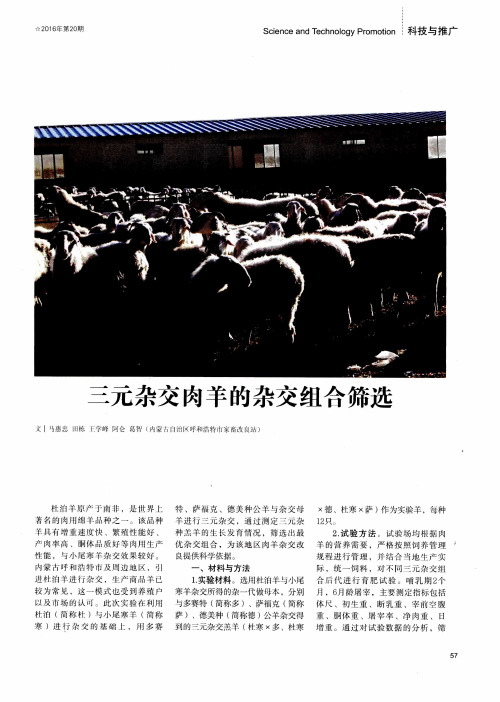 三元杂交肉羊的杂交组合筛选