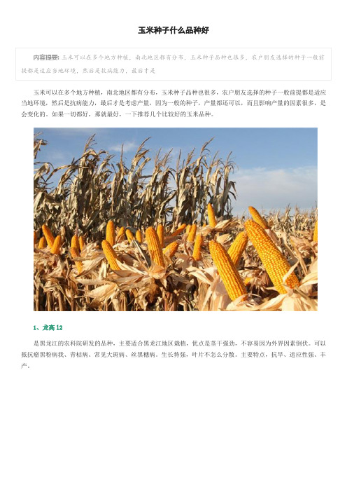 玉米种子什么品种好