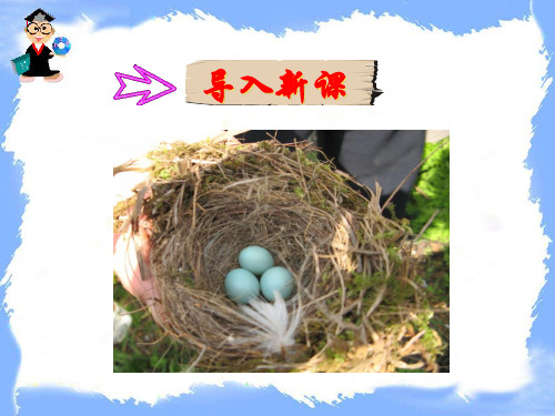9.两只鸟蛋优秀课件
