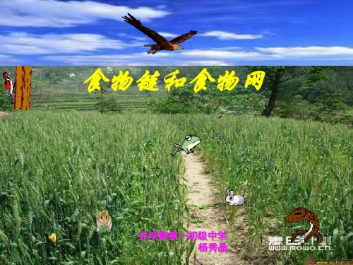 食物链和食物网 PPT课件2 济南版