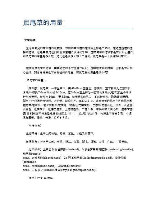 鼠尾草的用量【医学养生常识】