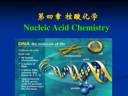 第四章  核酸化学1
