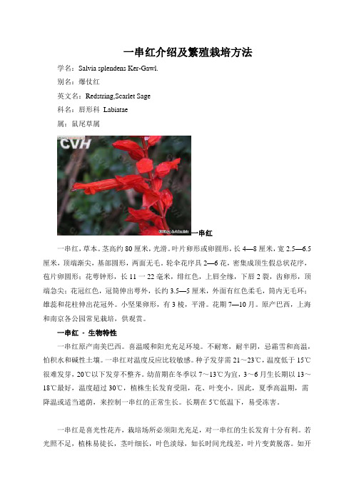 一串红介绍及繁殖栽培方法