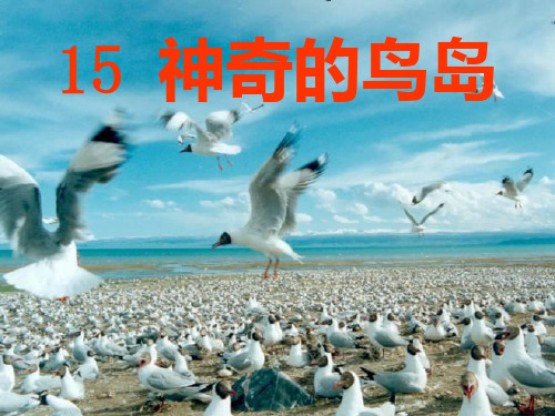 北京课改版四年级语文上册《神奇的鸟岛》课件