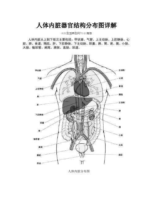 人体内脏器官结构分布图详解