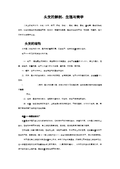 头发的解剖