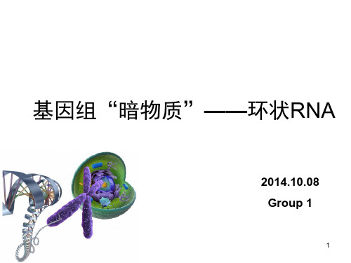 环状RNAPPT课件