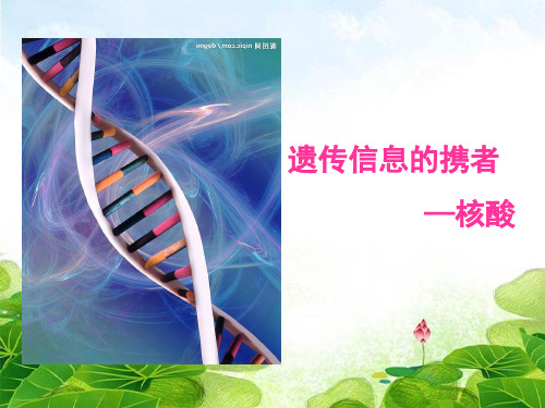 遗传信息的携带者——核酸(共43张PPT)精选优质 课件