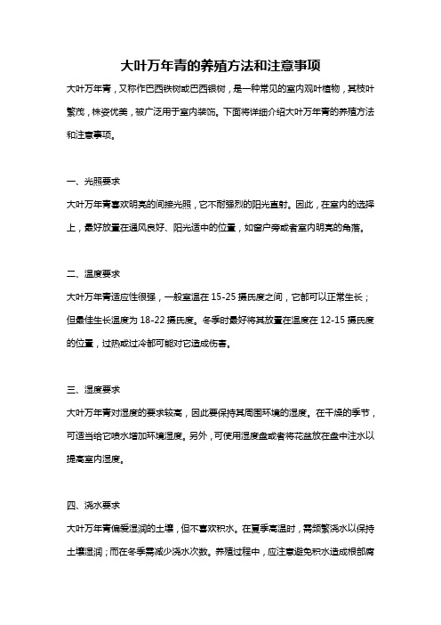 大叶万年青的养殖方法和注意事项