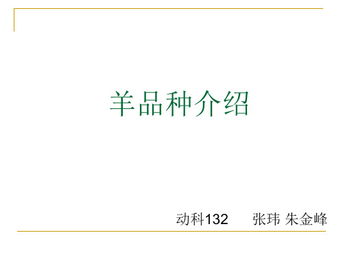 羊品种介绍