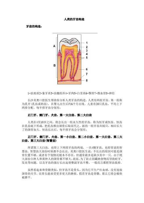 人类牙齿的构造