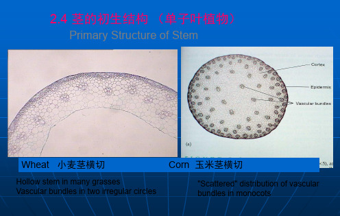 茎的初生结构 (单子叶植物)