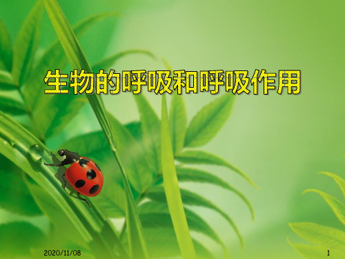 浙教版八年级下册科学 《生物的呼吸和呼吸作用》PPT教学课件