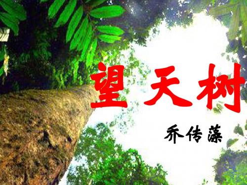 望天树ppt8 鄂教版