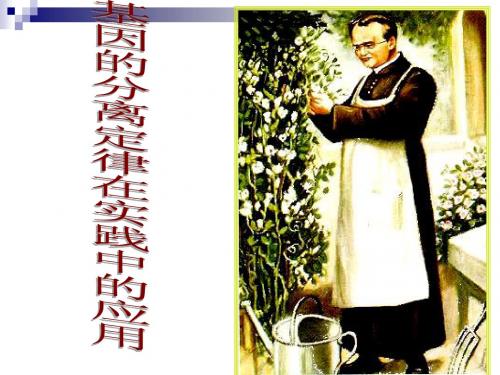 基因的分离定律的应用上课用