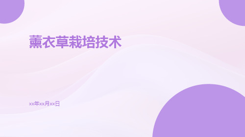 薰衣草栽培技术