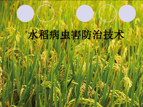 水稻病虫害防治技术PPT课件