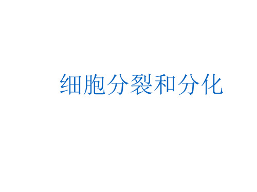 最新苏科版初中生物七年级下册《4.8第2节 细胞的分裂和分化》精品PPT课件 (4)