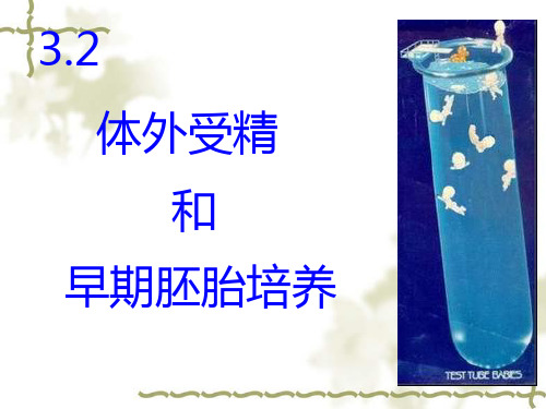 体外受精和早期胚胎培养