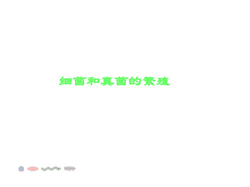 【精品课件一】细菌和真菌的繁殖