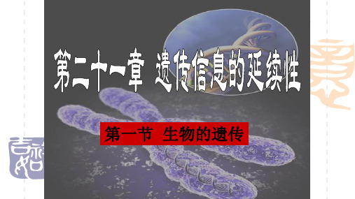 初中生物21.1生物的遗传课件苏科版_初二_八年级 
