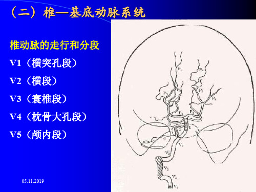 断层解剖脑血管2-45页精选文档