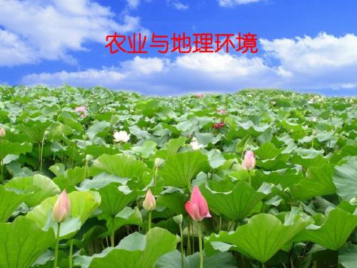鲁教版必修2教学课件：农业与地理环境第一课时