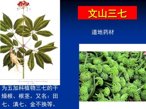 文山三七