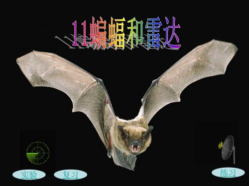 11、蝙蝠和雷达(实用)