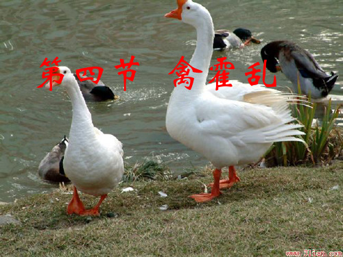 《禽病学》课件----禽霍乱