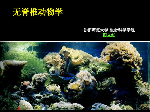 图立红 无脊椎动物学 序