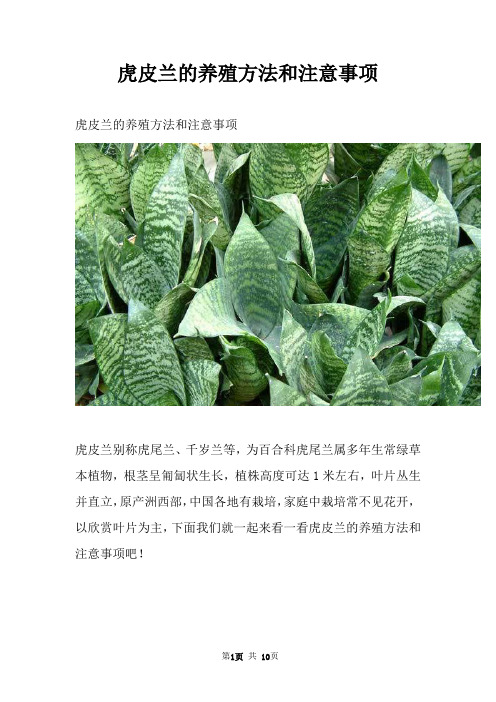 虎皮兰的养殖方法和注意事项