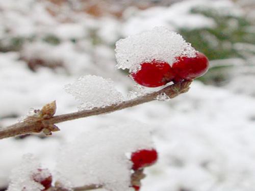《雪》课件ppt