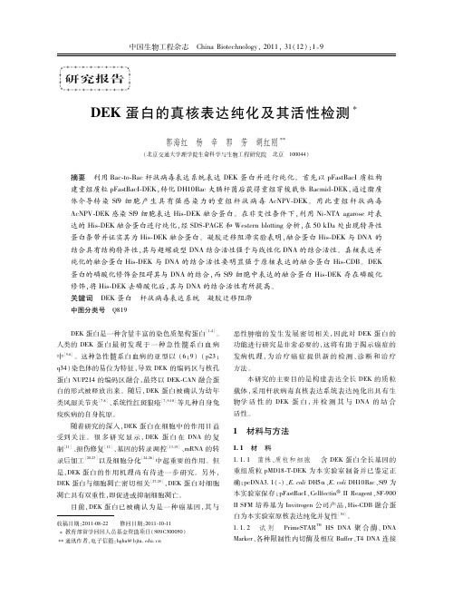 DEK蛋白的真核表达纯化及其活性检测