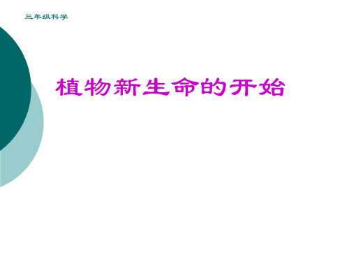 教科版三年级科学下册植物的生长变化 (3)